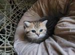 Oliver - Scottish Straight Kitten For Sale - Naperville, IL, US