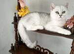 British Kittens - British Shorthair Kitten For Sale - Tampa, FL, US