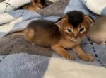 Amazing kittens - Abyssinian Kitten For Sale - Spring Hill, FL, US