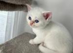 White and Tabby coat Scottish kittens - Scottish Fold Kitten For Sale - 