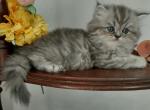 Ester Persian  Female Kittens - Persian Kitten For Sale - Tampa, FL, US