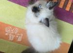 Lady - Ragdoll Kitten For Sale - Bartlett, IL, US