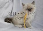 Cassie Azlan Ragdoll TICA - Ragdoll Kitten For Sale - Wellsville, OH, US