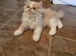 Gorgeous exotic short hair persian kitten - Persian Kitten For Sale - Fort Loudon, PA, US