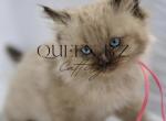 Cassie X Azlan Ragdoll TICA - Ragdoll Kitten For Sale - Wellsville, OH, US