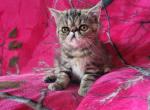 Exotic short haired persian kitten available - Exotic Kitten For Sale - 