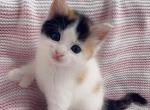 Sweet Calico - Polydactyl Kitten For Sale - 