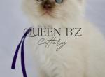 Cassie X Azlan Ragdoll TICA chocolate mink - Ragdoll Kitten For Sale - Wellsville, OH, US