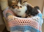 Gorgeous persian kitten - Persian Kitten For Sale - Fort Loudon, PA, US