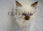 Cassie Azlan TICA Ragdolls kitten female - Ragdoll Kitten For Sale - Wellsville, OH, US