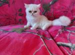 Persian kitty's males and females available - Persian Kitten For Sale - 