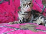 Tabby exotic shorthaired persian kitty's - Exotic Kitten For Sale - Fort Loudon, PA, US