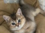 Scottish straight Tabby girl - Scottish Straight Kitten For Adoption - Brooklyn, NY, US