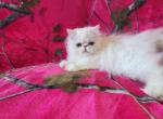 White long hair persian kitten - Persian Kitten For Sale - Fort Loudon, PA, US