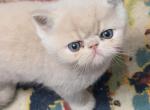 RARE CFA CAMEO TABBY - Exotic Kitten For Sale - 