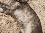 Scott - Scottish Straight Kitten For Sale - 