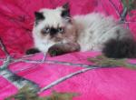 Himalayan seal point - Himalayan Kitten For Sale - Fort Loudon, PA, US