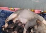 Noelle Kittens - Sphynx Kitten For Sale - Las Vegas, NV, US