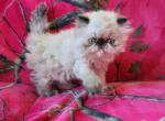 Seal point female kitty - Himalayan Kitten For Sale - Fort Loudon, PA, US