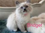 Bridget - Ragdoll Kitten For Sale - Sacramento, CA, US