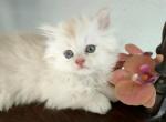 Persian Male Kittens - Persian Kitten For Sale - Tampa, FL, US