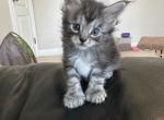 Dark Tabby Girl - Maine Coon Kitten For Sale - Chapel Hill, NC, US