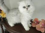 Persian Kitten - Persian Kitten For Sale - 