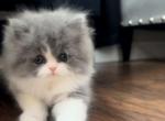 Rare Persian Kittens - Persian Kitten For Sale - Rancho Santa Margarita, CA, US