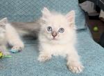 Lynx Female - Ragdoll Kitten For Sale - Johns Creek, GA, US