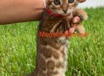 Lucy - Bengal Kitten For Sale - 