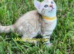 Lyka - Bengal Kitten For Sale - Palm Coast, FL, US