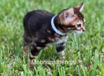 Lukas - Bengal Kitten For Sale - Palm Coast, FL, US