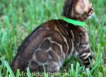 Lexus - Bengal Kitten For Sale - Palm Coast, FL, US