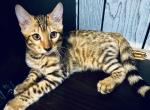 Absolutely Stunning Purebred Bengal Kittens S - Bengal Kitten For Sale - Worcester, MA, US