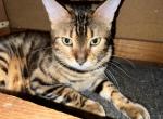 Stunning Bengal Cat Available for Adopt - Bengal Cat For Sale - Boston, MA, US