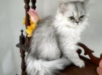 Persian Females Kittens - Persian Kitten For Sale - Tampa, FL, US