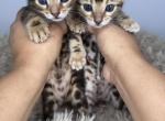 Z Litter - Bengal Kitten For Sale - Camarillo, CA, US