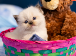 Ever So Sweet - Ragdoll Kitten For Sale - 