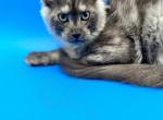 Black smoke female - Maine Coon Kitten For Sale - FL, US