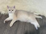 Sparkle Blue Golden - British Shorthair Kitten For Sale - Portland, OR, US