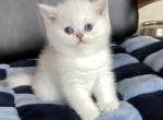 Aspen - British Shorthair Kitten For Sale - OR, US