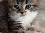 Selkirk Rex curly kittens - Selkirk Rex Kitten For Sale - 