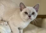 Cody Christian - Burmese Kitten For Sale - 