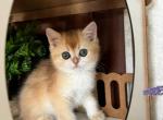 Two cuties kitties - British Shorthair Kitten For Sale - New York, NY, US