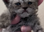 Selkirk Rex litter Curly Long Hair - Selkirk Rex Kitten For Sale - Marshfield, MO, US