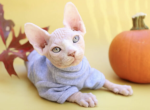 Leia - Sphynx Kitten For Sale - Matthews, NC, US