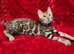 Red brown rosetted bengal kitten - Bengal Kitten For Sale - FL, US