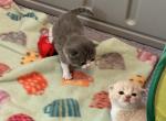 Scottish folds - Scottish Fold Kitten For Sale - Adair, OK, US