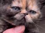 RARE CFA TORTI - Exotic Kitten For Sale - 