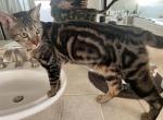 figs - Bengal Cat For Adoption - Prairieville, LA, US